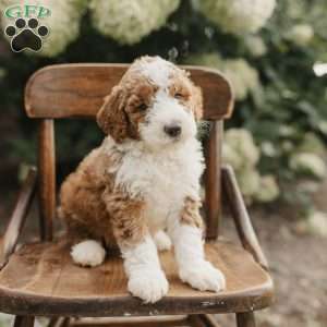 Samson, Mini Bernedoodle Puppy