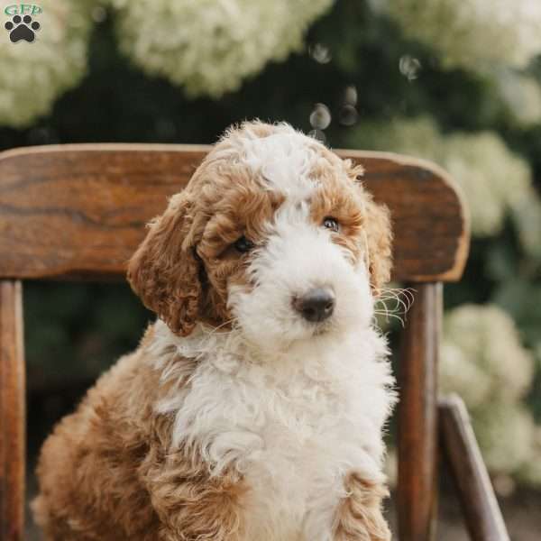 Samson, Mini Bernedoodle Puppy
