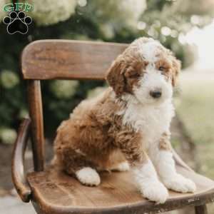 Samson, Mini Bernedoodle Puppy
