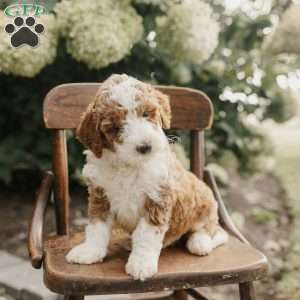 Samson, Mini Bernedoodle Puppy