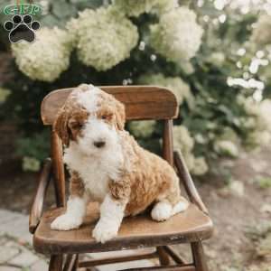 Samson, Mini Bernedoodle Puppy