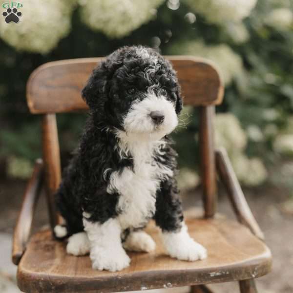 Scotty, Mini Bernedoodle Puppy