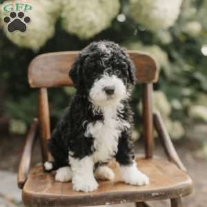 Scotty, Mini Bernedoodle Puppy