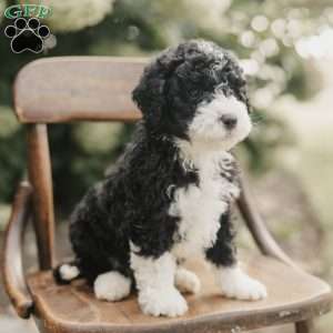 Scotty, Mini Bernedoodle Puppy