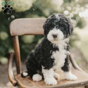 Scotty, Mini Bernedoodle Puppy