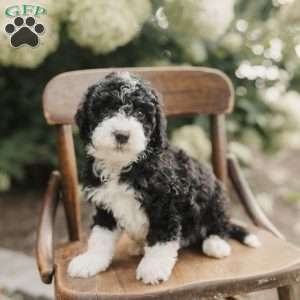 Scotty, Mini Bernedoodle Puppy