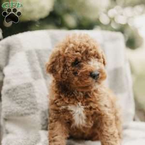 Seth, Mini Bernedoodle Puppy