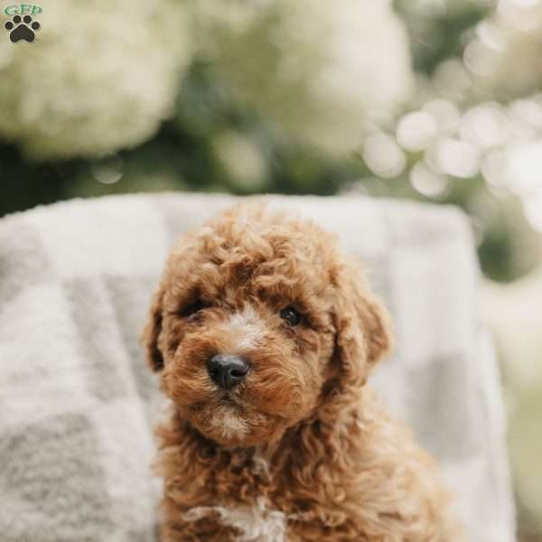 Seth, Mini Bernedoodle Puppy