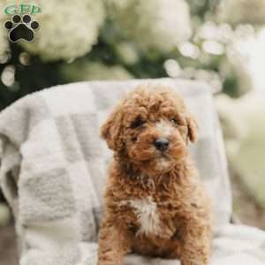 Seth, Mini Bernedoodle Puppy