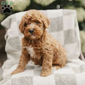 Seth, Mini Bernedoodle Puppy