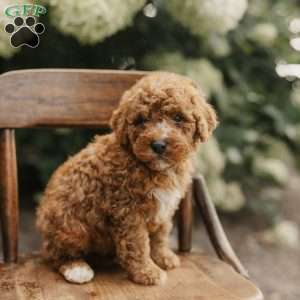 Seth, Mini Bernedoodle Puppy