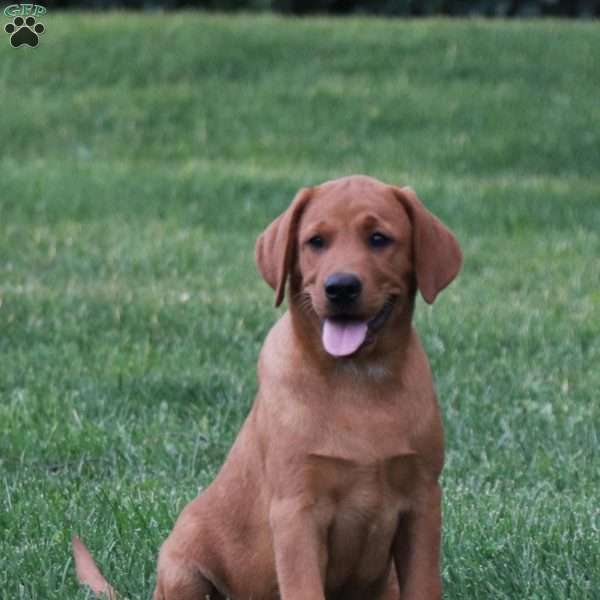 Rocky, Fox Red Labrador Retriever Puppy
