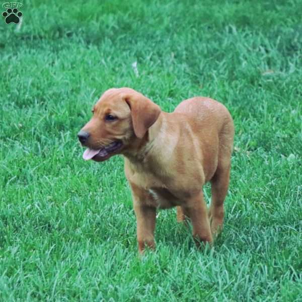 Buddy, Fox Red Labrador Retriever Puppy