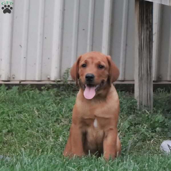 Leo, Fox Red Labrador Retriever Puppy