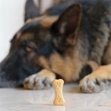 small bone-shaped dog treat sitting on a floor with a german shepherd lying in the background ignoring it