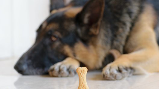 Are All Dogs Food-Motivated? (And What to Do If Your Dog Isn’t Motivated By Treats)