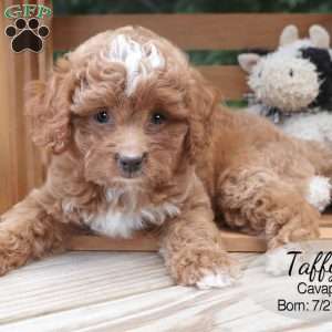 Taffy, Cavapoo Puppy