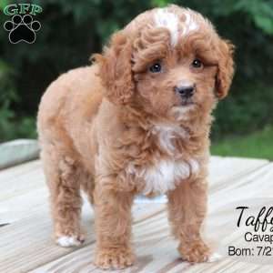 Taffy, Cavapoo Puppy