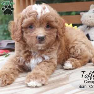 Taffy, Cavapoo Puppy