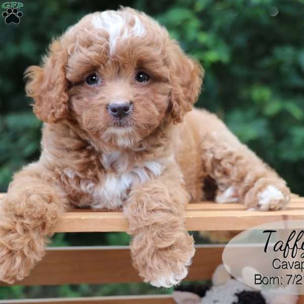 Taffy, Cavapoo Puppy