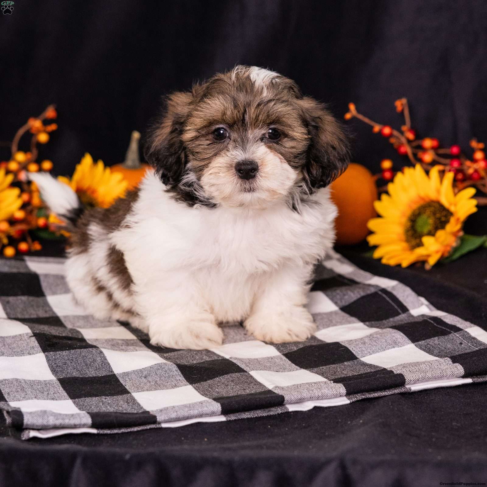 Ted (Teddy Bear, Male) in Dornsife, PA