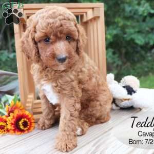 Teddy, Cavapoo Puppy