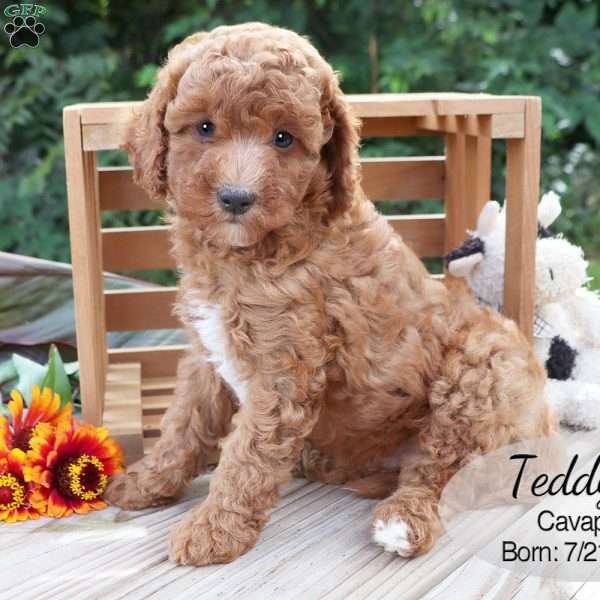Teddy, Cavapoo Puppy