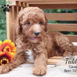 Teddy, Cavapoo Puppy