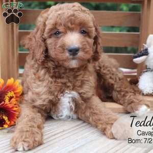 Teddy, Cavapoo Puppy