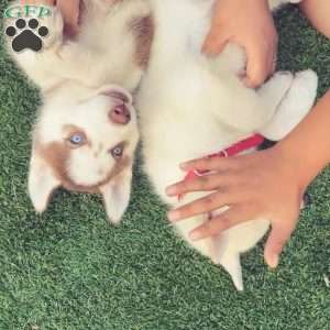 Zeus, Siberian Husky Puppy