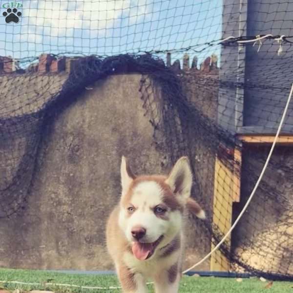 Zeus, Siberian Husky Puppy