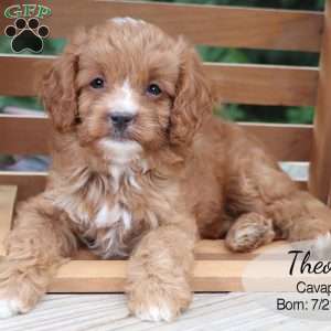 Theo, Cavapoo Puppy
