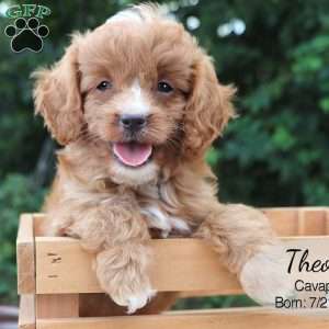 Theo, Cavapoo Puppy