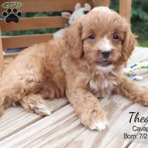 Theo, Cavapoo Puppy