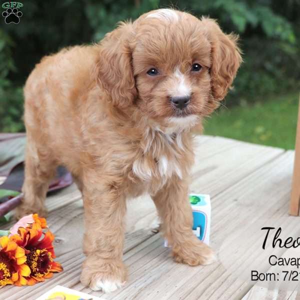 Theo, Cavapoo Puppy