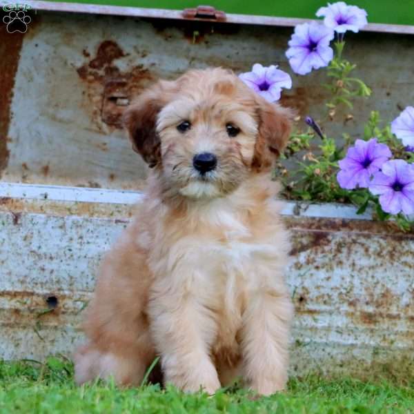 Thomas, Mini Whoodle Puppy