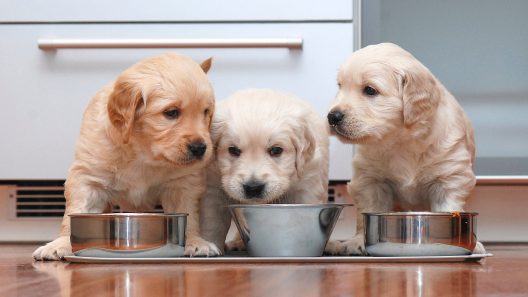 How to Handle Feeding Time If You Have Multiple Dogs or Pets