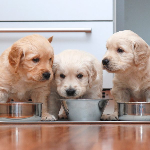 three puppies sitting in front of three food bowls waiting to be fed
