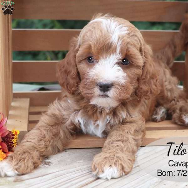Tilo, Cavapoo Puppy