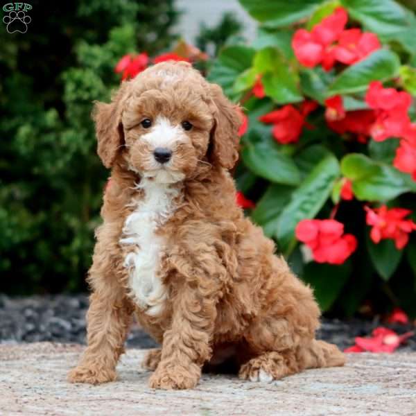 Timmy, Miniature Poodle Puppy