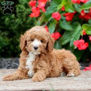 Timmy, Miniature Poodle Puppy