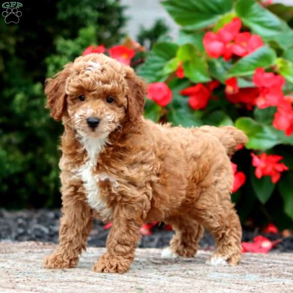Titus, Miniature Poodle Puppy