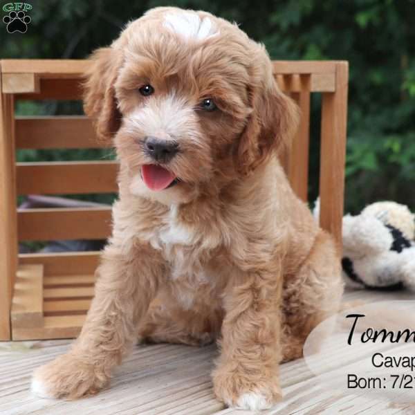 Tommy, Cavapoo Puppy