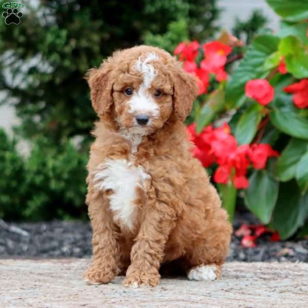 Tyler, Miniature Poodle Puppy