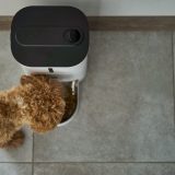 view from above of a poodle eating from an automatic feeder