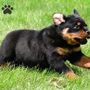 virginia, Rottweiler Puppy