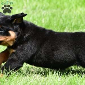 virginia, Rottweiler Puppy