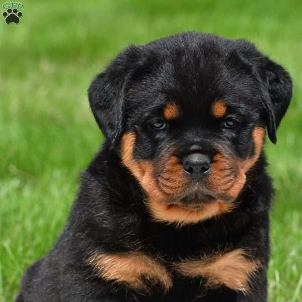 virginia, Rottweiler Puppy