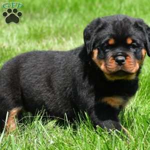 virginia, Rottweiler Puppy