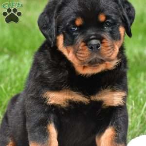 virginia, Rottweiler Puppy